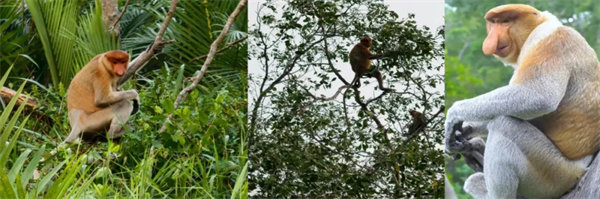 暢游碧海藍天，共筑團隊夢想&mdash;博皓沙巴風情之旅        -3