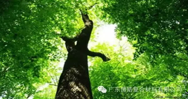 【博皓感悟】欲為大樹，莫與草爭-1